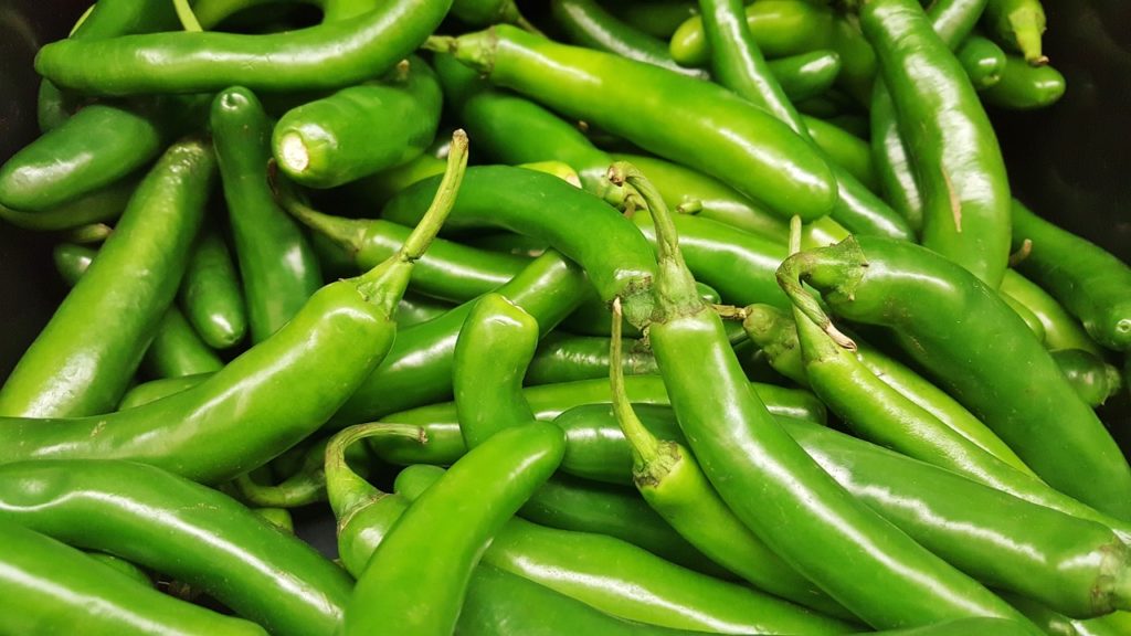 How do you grow Hatch green chiles? | - Protocol Online