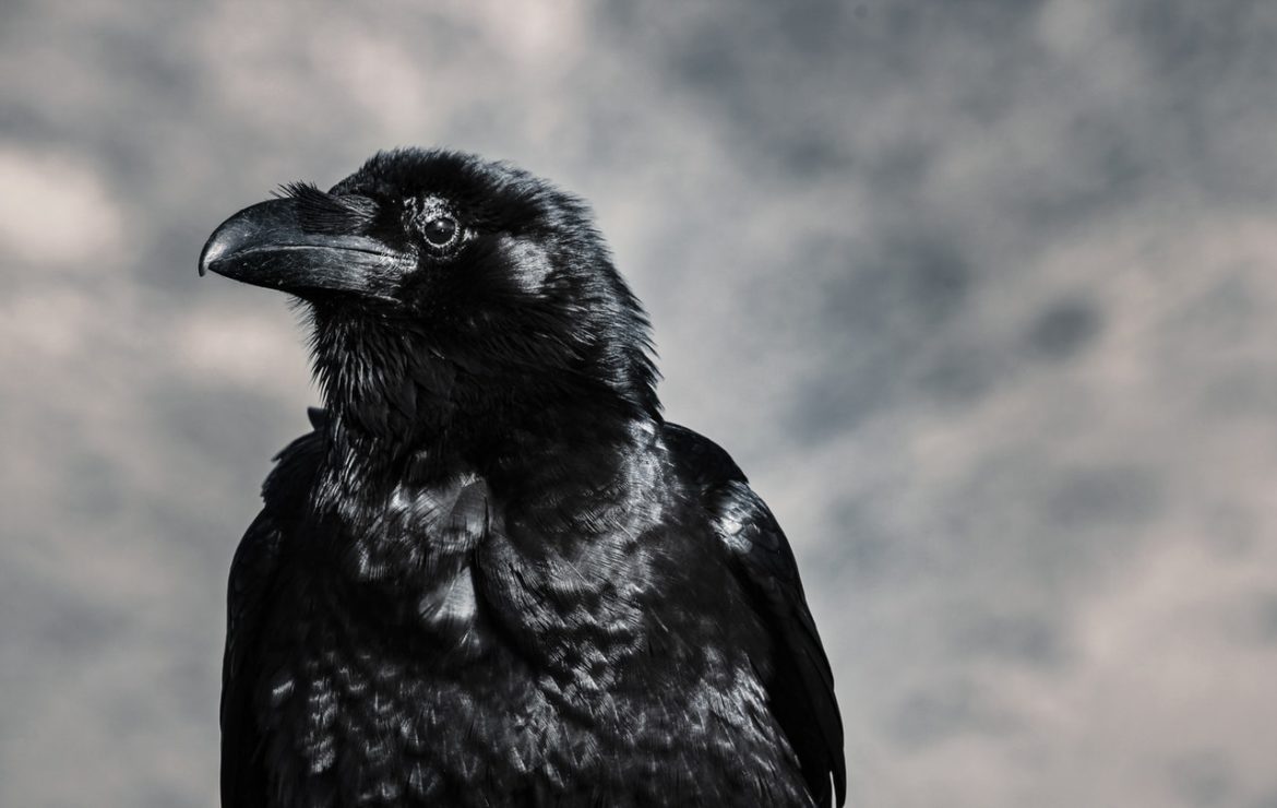 what-is-the-metaphor-in-the-raven-protocol-online