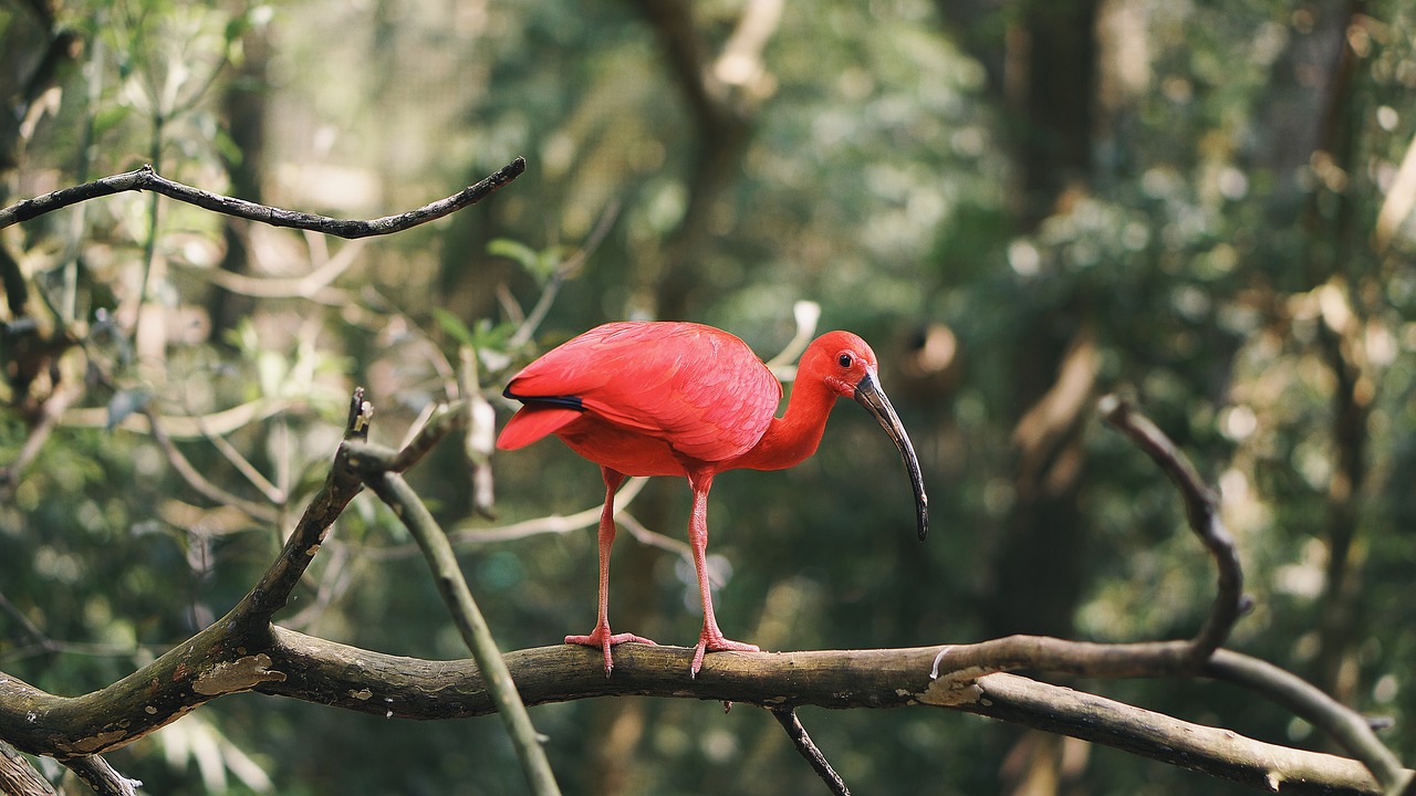 What Does Red Represent In The Scarlet Ibis